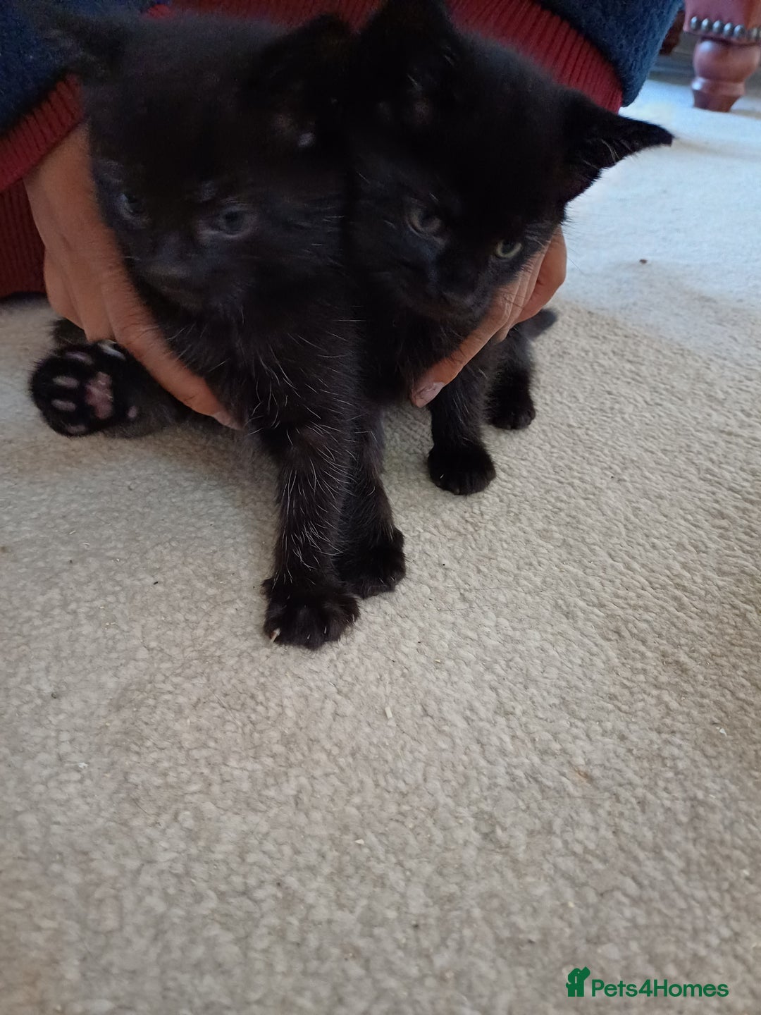 European cats for sale: 4 Adorable Kittens😻 Ready for Loving homes - Image 11