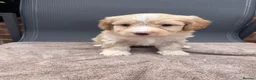 Cavapoo dogs for sale: Beautiful Cavapoo puppies  - Advert 5