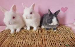 Netherland Dwarf rabbits for sale: Netherlands dwarf bunnies  - Image 1