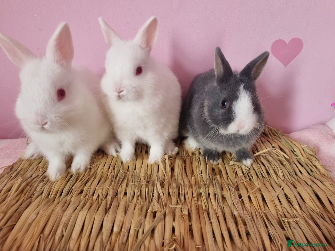 Netherland Dwarf rabbits for sale: Netherlands dwarf bunnies  - Image 1
