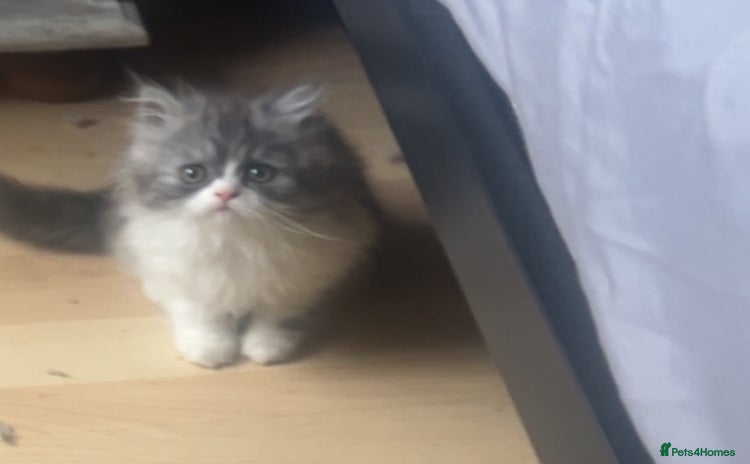 Persian cats - Advert 1