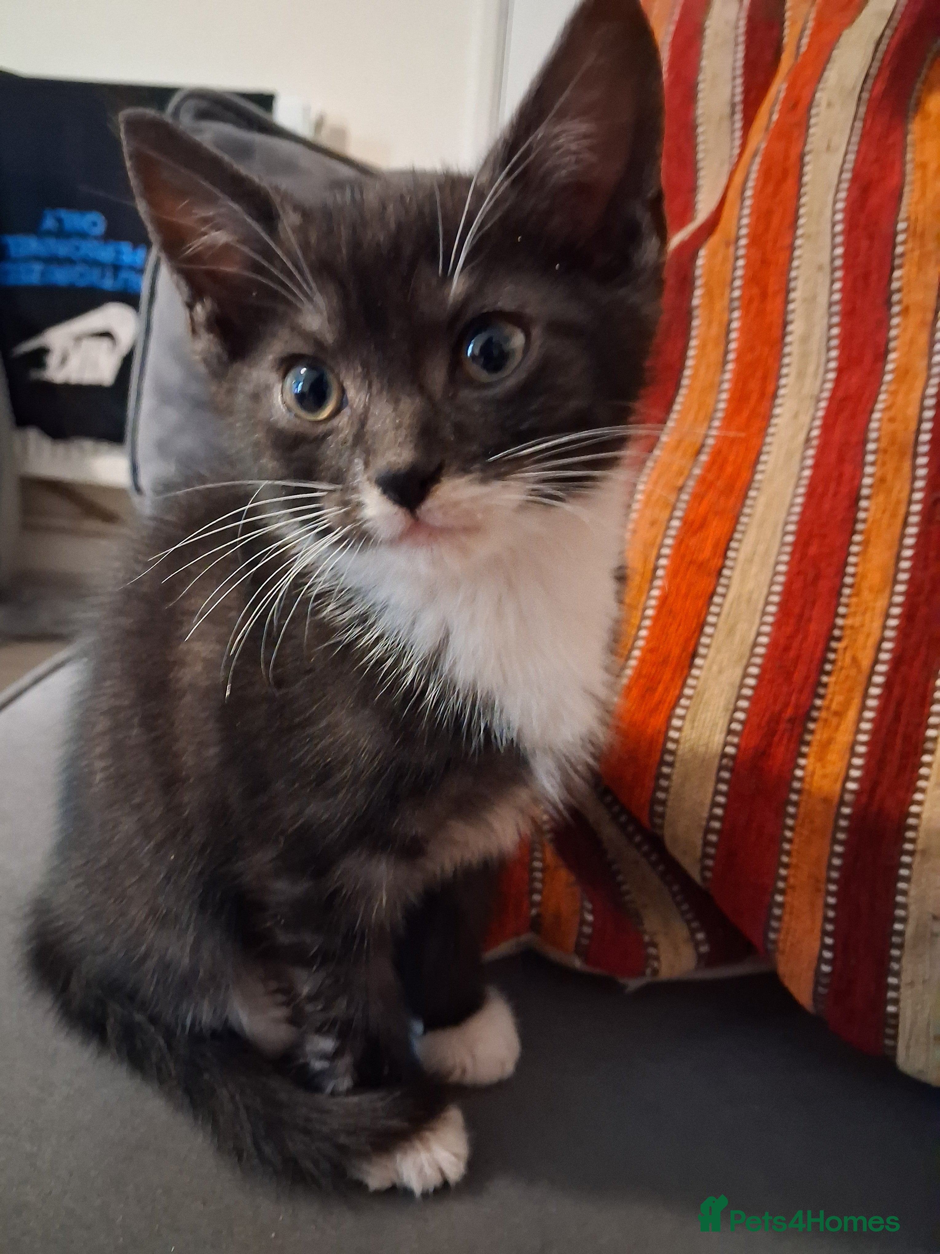 Mixed Breed cats Beautiful mixed kittens  - Advert 2
