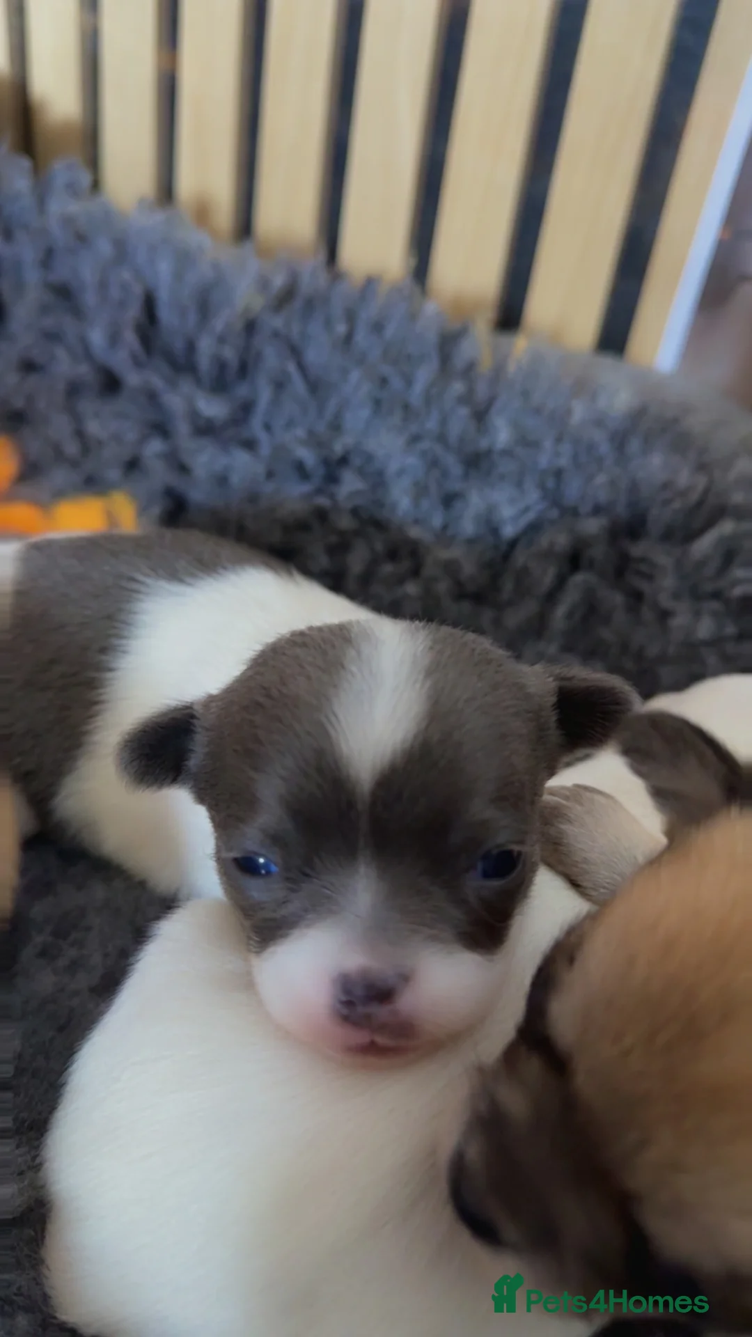 Chihuahua dogs for sale: Smooth coat chihuahua puppies  - Advert 2