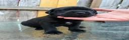 Mixed Breed dogs for sale: Cane Corso/Rottweiler puppies in Bridgwater - Advert 24