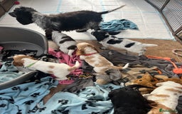 Cocker Spaniel dogs for sale: Stunning show type cocker spaniel puppies  - Image 9
