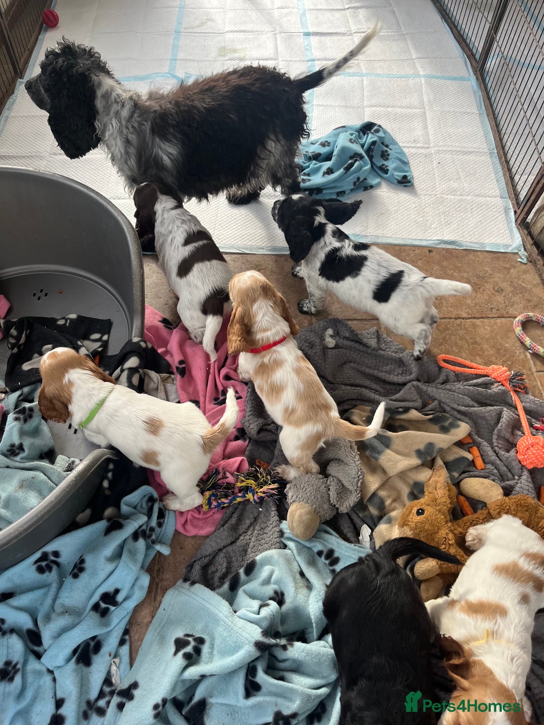 Cocker Spaniel dogs for sale: Stunning show type cocker spaniel puppies  - Image 9