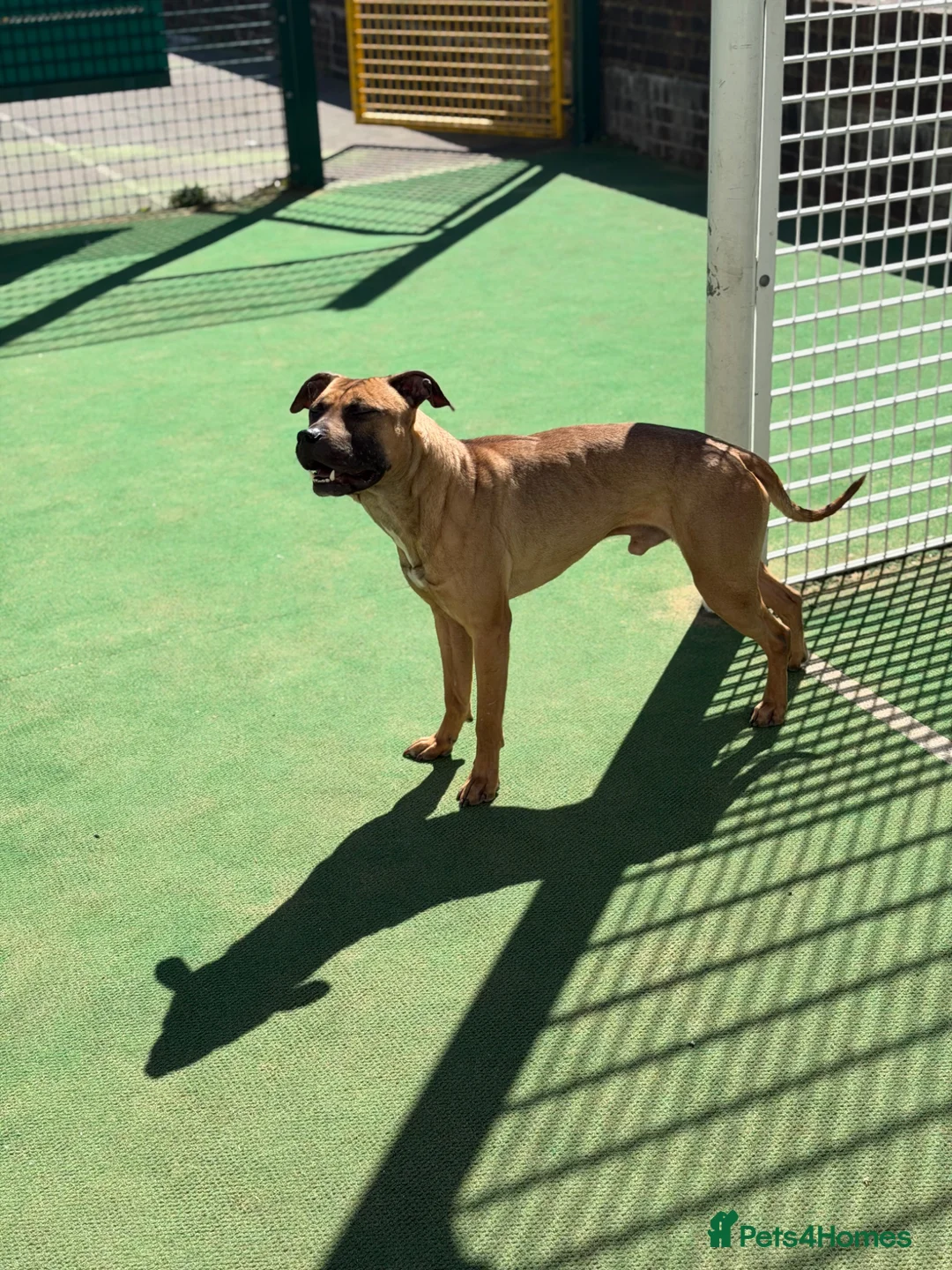 American Bull Staffy dogs for stud: 🔥 American Staff Male Available for Stud 🔥 - Advert 1