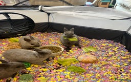 Netherland Dwarf rabbits for sale: Stunning Netherland Dwarf boys - Image 7