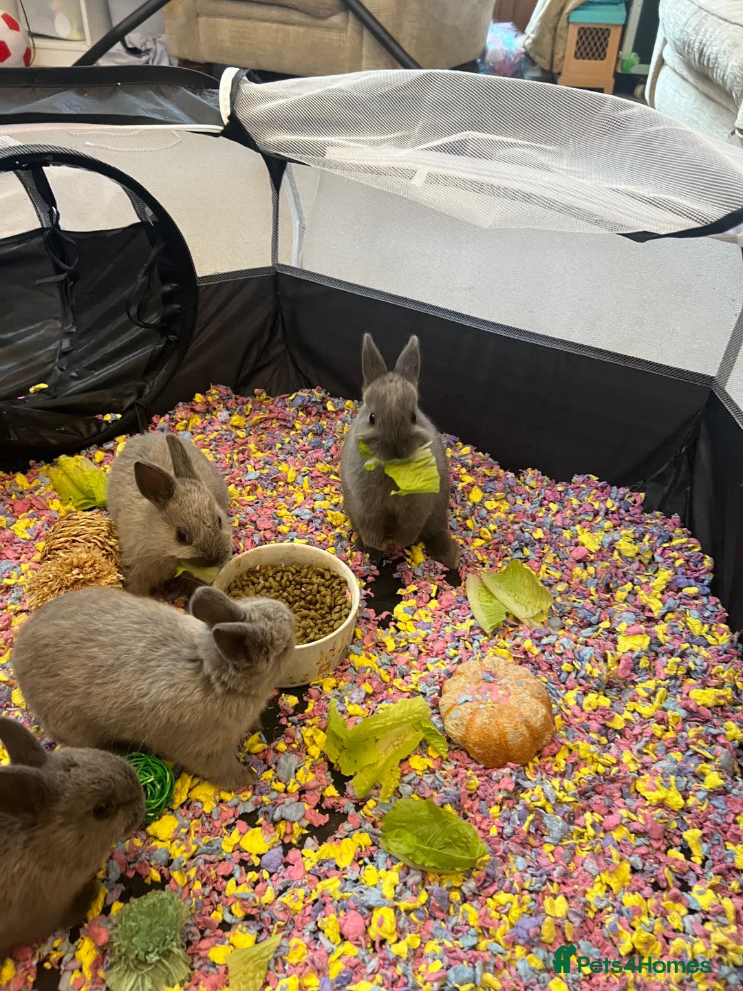 Netherland Dwarf rabbits for sale: Stunning Netherland Dwarf boys - Image 7