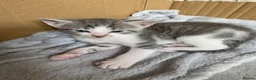 Mixed Breed cats for sale: 4 Adorable Mixed-Breed Kittens — 2 Girls & 2 Boys in Colchester - Advert 5