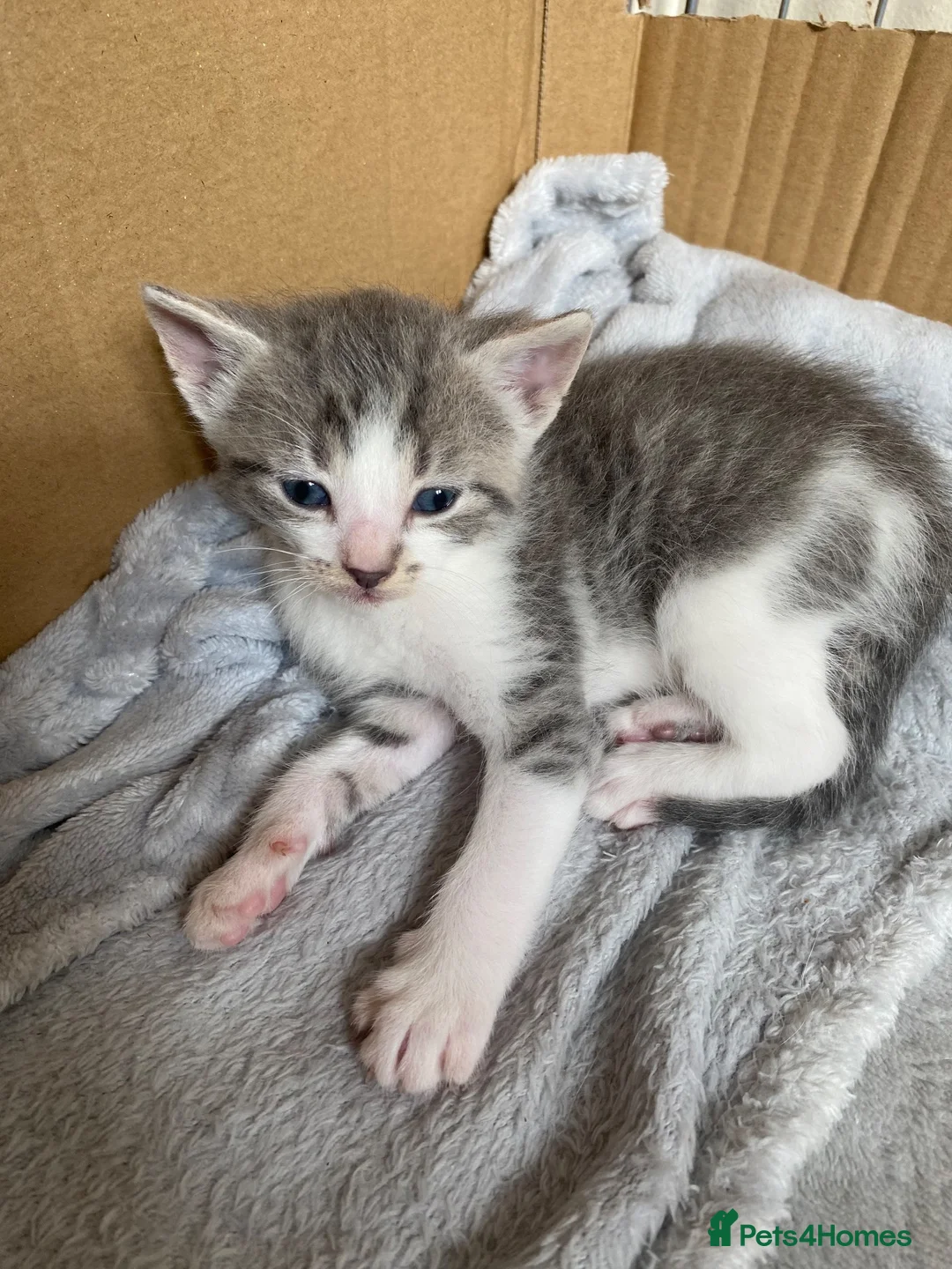 Mixed Breed cats for sale: 4 Adorable Mixed-Breed Kittens — 2 Girls & 2 Boys in Colchester - Advert 5