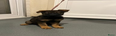 German Shepherd Puppy 2