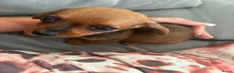 Chiweenie dogs for sale: 4 Gorgeous Chiwennie puppies - Advert 2