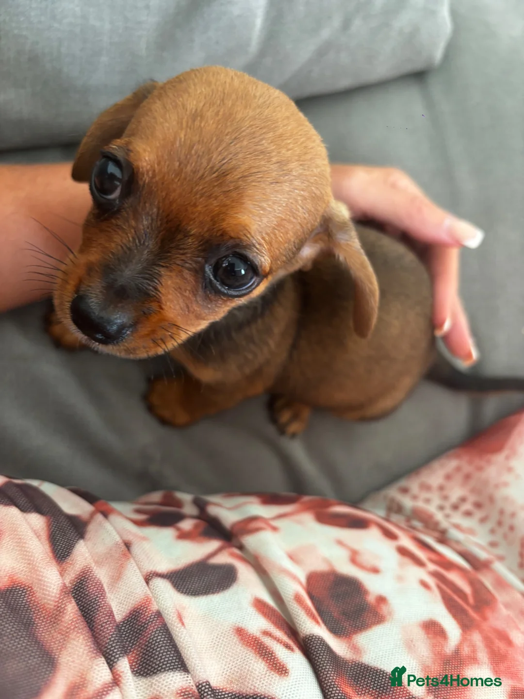 Chiweenie dogs for sale: 4 Gorgeous Chiwennie puppies - Advert 2