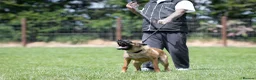 Belgian Shepherd Dog dogs for sale: KC registered Malinios bitch  - Advert 10