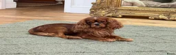 Cavalier King Charles Spaniel dogs for stud: Donnajays 5⭐️health tested proven  - Advert 3