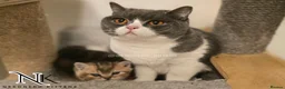 British Shorthair cats for sale: Adorable GCCF REG BSH - ready to leave - Advert 30