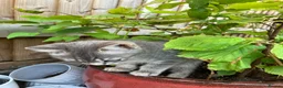 British Shorthair cats for sale: READY NOW British Short Hair x Bengal Kittens - Advert 7