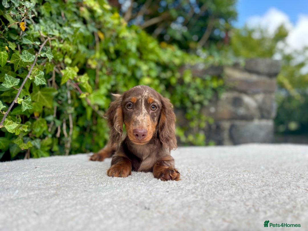 Miniature Dachshund dogs for sale: Long Haired Miniature Dachshunds - READY NOW! - Image 12