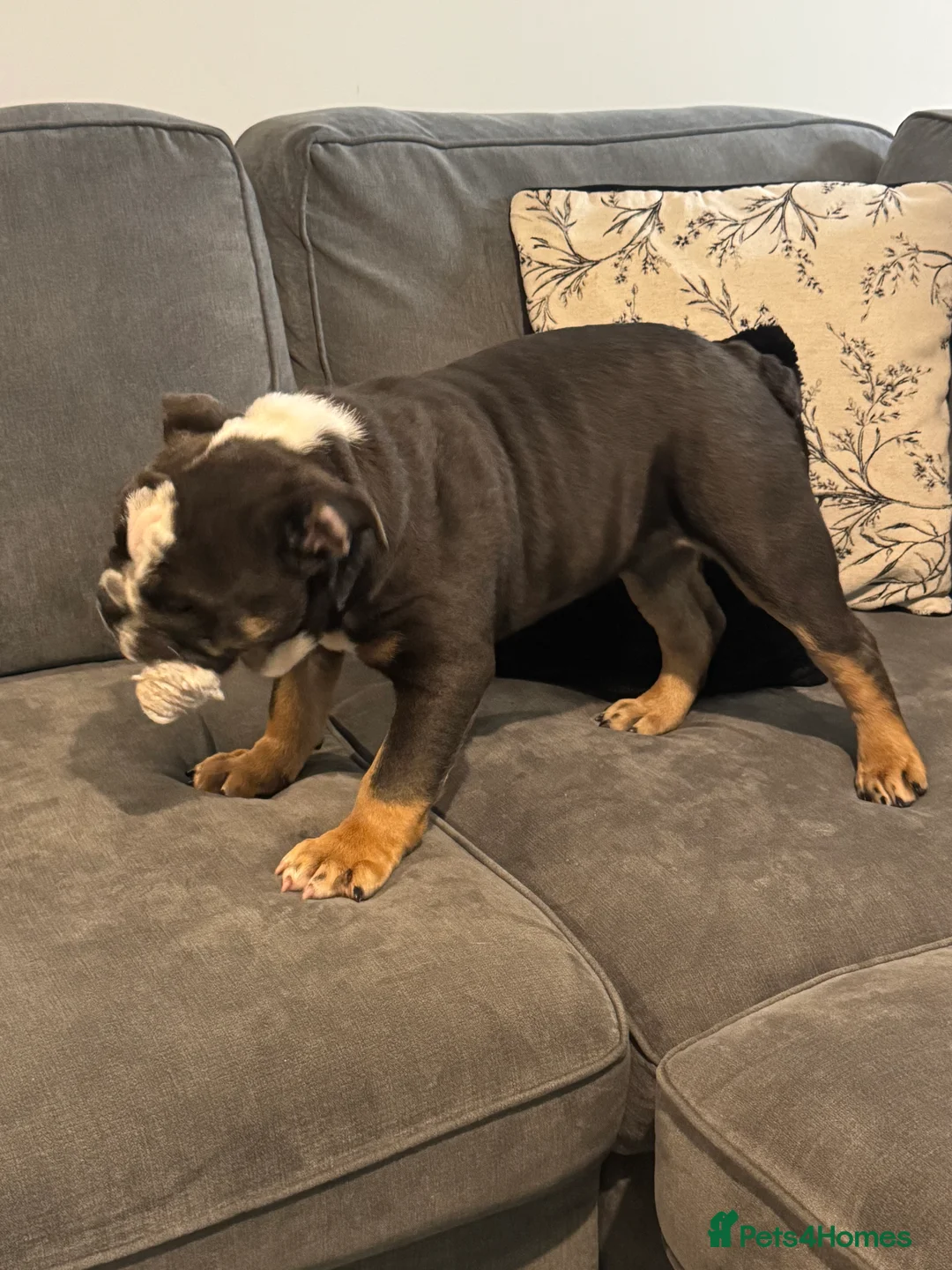 English Bulldog dogs for sale: Ralph - Advert 1