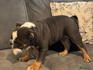 English Bulldog dogs Ralph - Advert 13