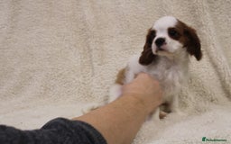 Cavalier King Charles Spaniel dogs for sale: Beautiful Cavalier king charles spaniel puppies - Image 12