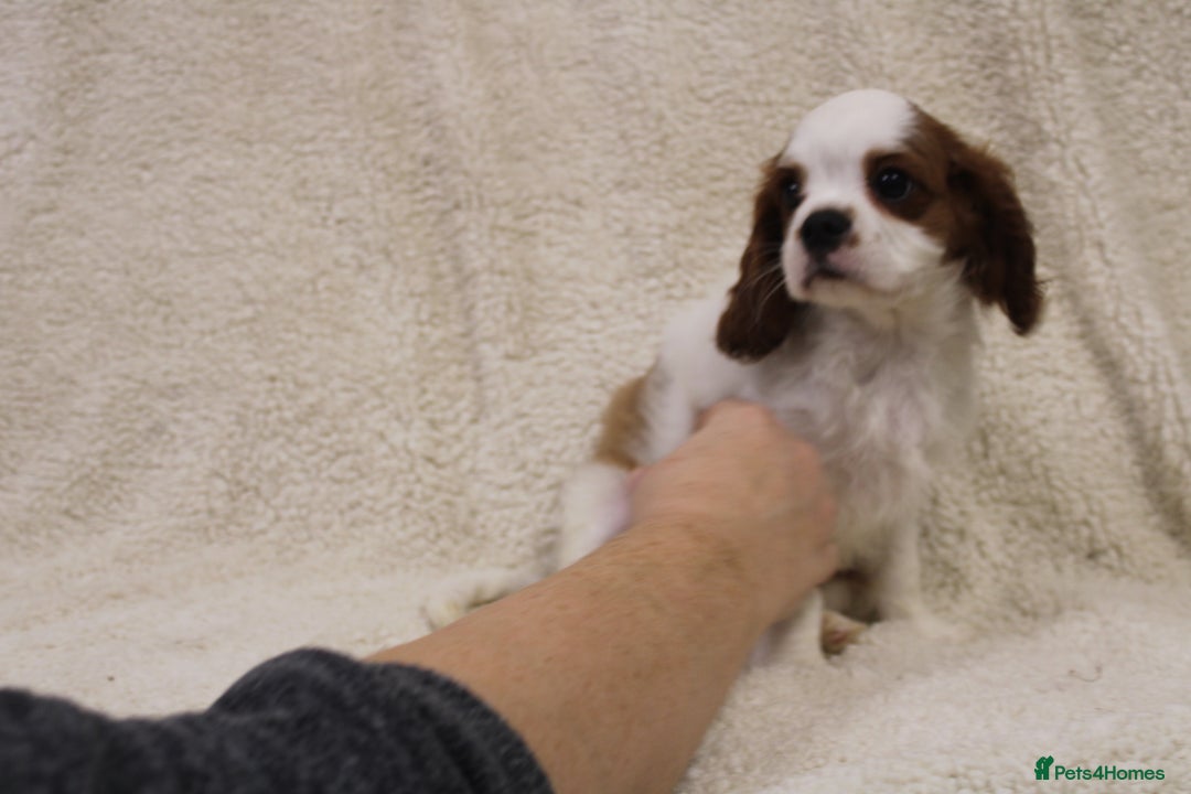Cavalier King Charles Spaniel dogs for sale: Beautiful Cavalier king charles spaniel puppies - Image 12