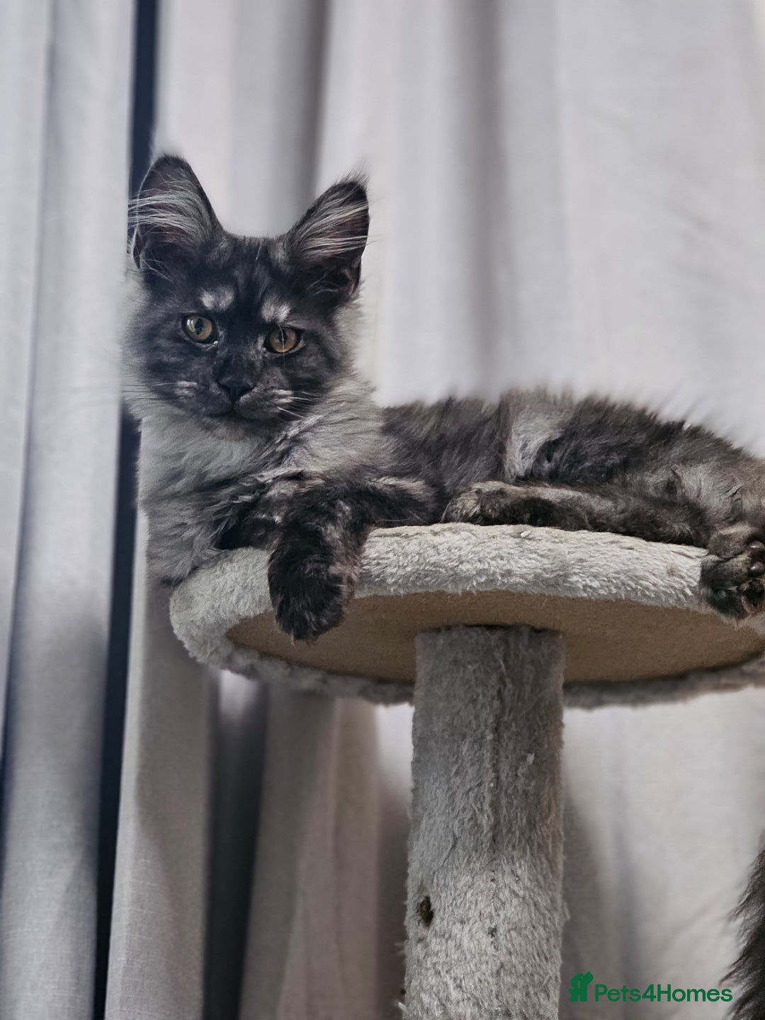 Maine Coon cats for sale: Black Smoke Kittens - Advert 6