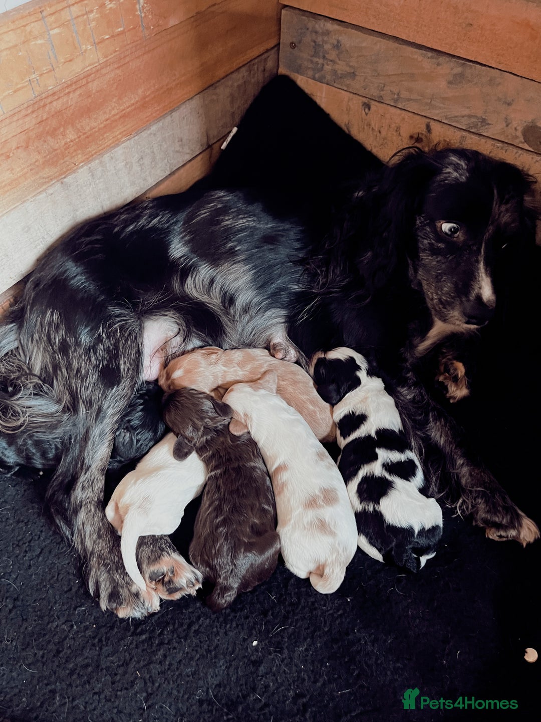 Cockapoo dogs for sale: Cockapoo Puppies Looking For 5* Homes  - Image 10