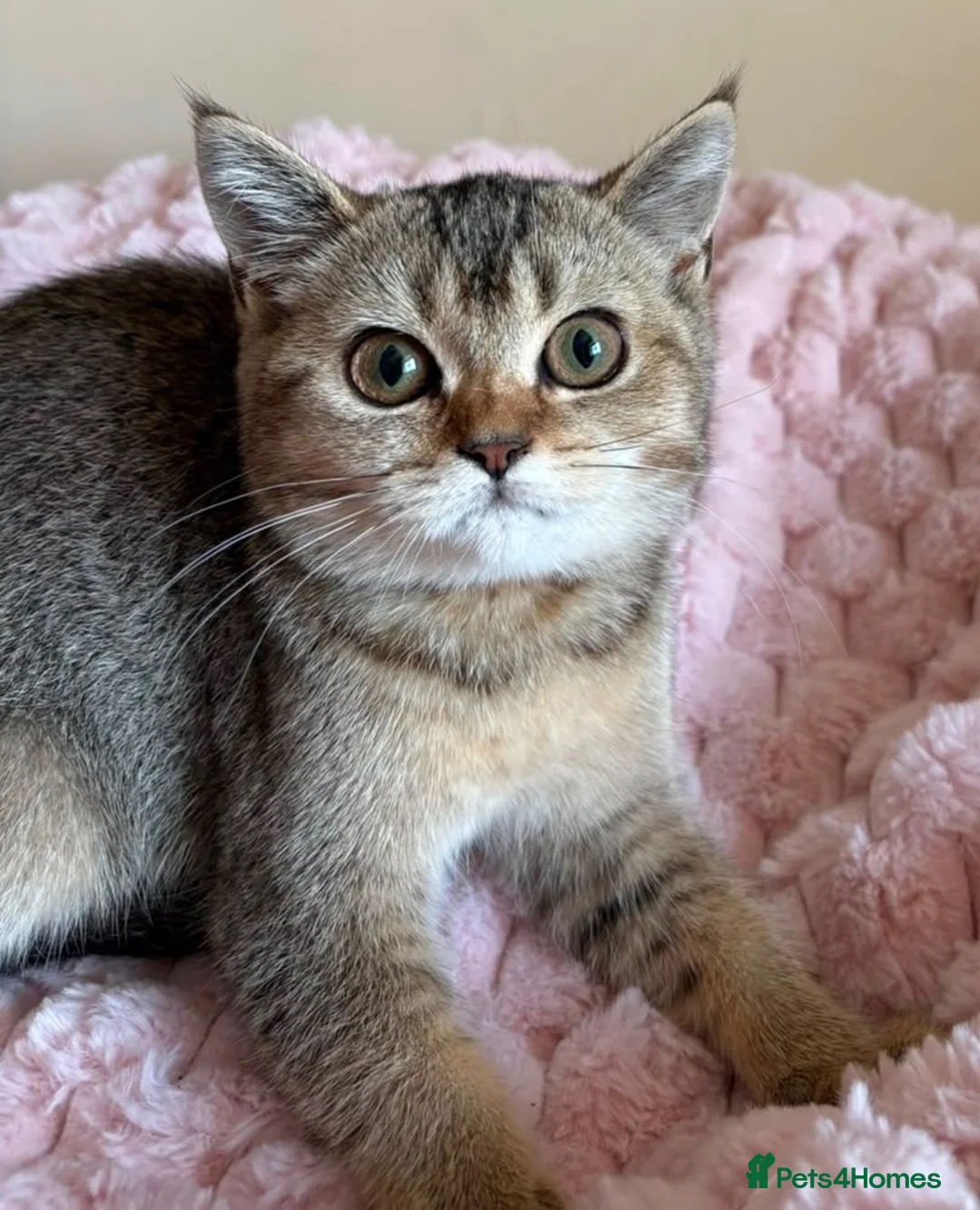 British Shorthair cats for sale: Beautiful Golden British Shorthair Kittens  - Advert 39