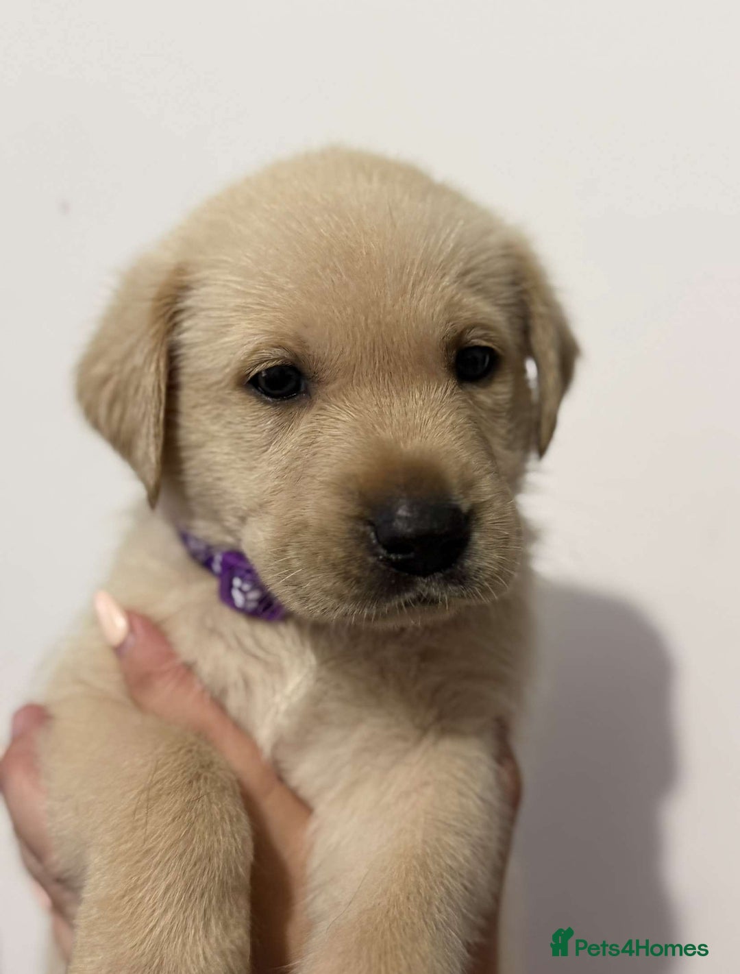 Labrador Retriever dogs for sale: Labrador puppy available  - Image 4