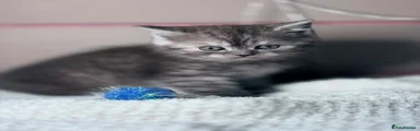 British Shorthair Kitten 2