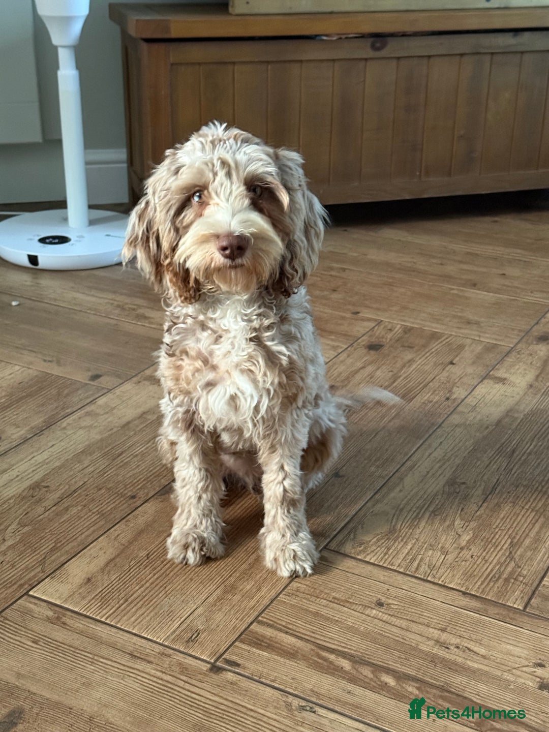 Cockapoo dogs for sale: Cockapoo  - Image 2
