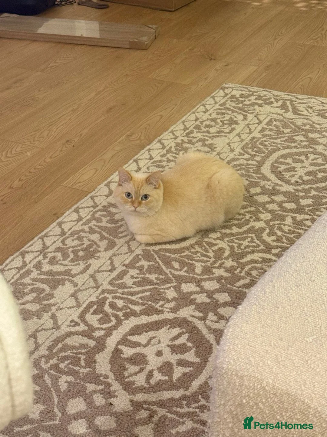Mixed Breed cats for sale: Affectionate Male Cat (neutered, microchipped etc) - Advert 3