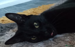 Domestic Shorthair cats for sale: Kittens - Image 7