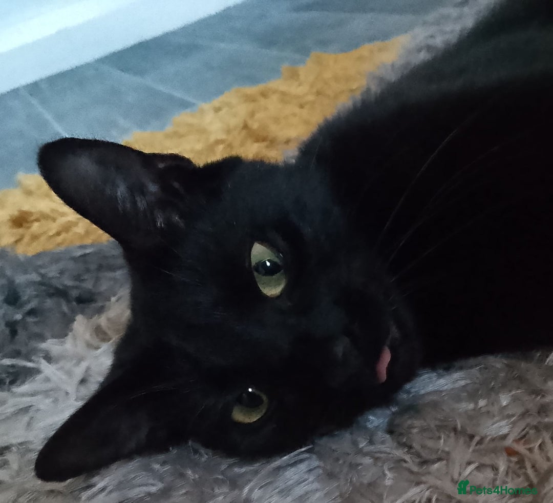 Domestic Shorthair cats for sale: Kittens - Image 7