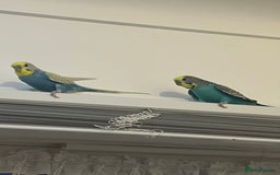 Budgerigars birds for sale: male budgie - Image 1