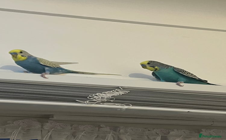 Budgerigars birds - Advert 1