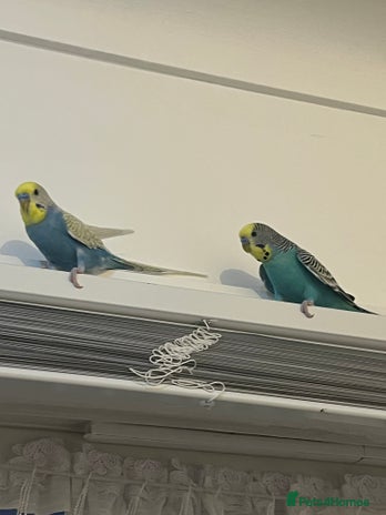 Budgerigars birds - Advert 6