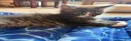 Maine Coon cats for sale: Beautiful Pedigree Maine Coon Kittens  - Advert 3