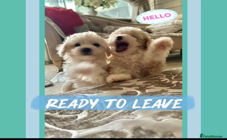 Poochon dogs - Advert 8