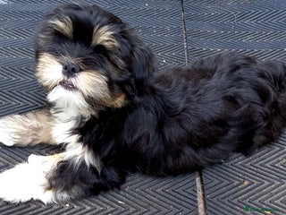 Lhasa Apso dogs in Sheffield - Advert 3