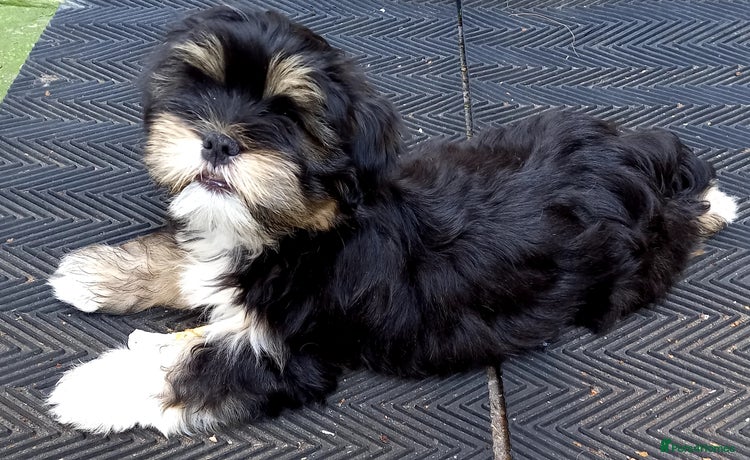 Lhasa Apso dogs in Sheffield - Advert 1