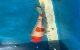 Koi Carp fish for sale: Various koi carp for sale  - Image 12