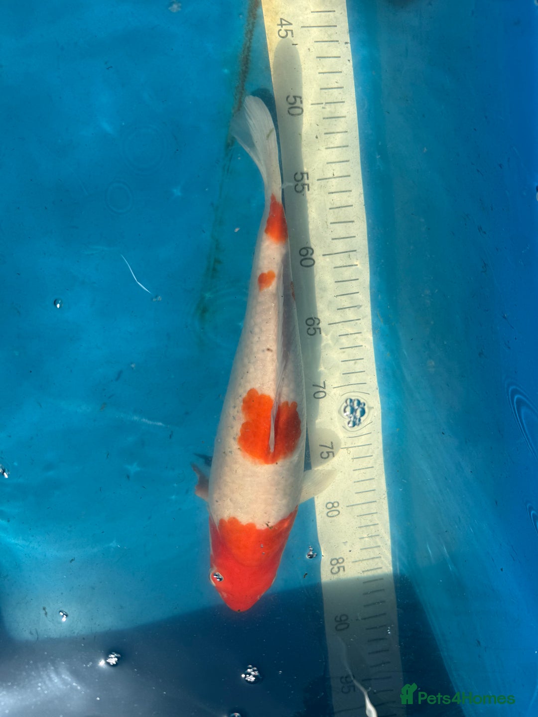 Koi Carp fish for sale: Various koi carp for sale  - Image 12