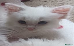 Ragdoll cats for sale: CUTE RAGDOLL KITTENS  - Image 7