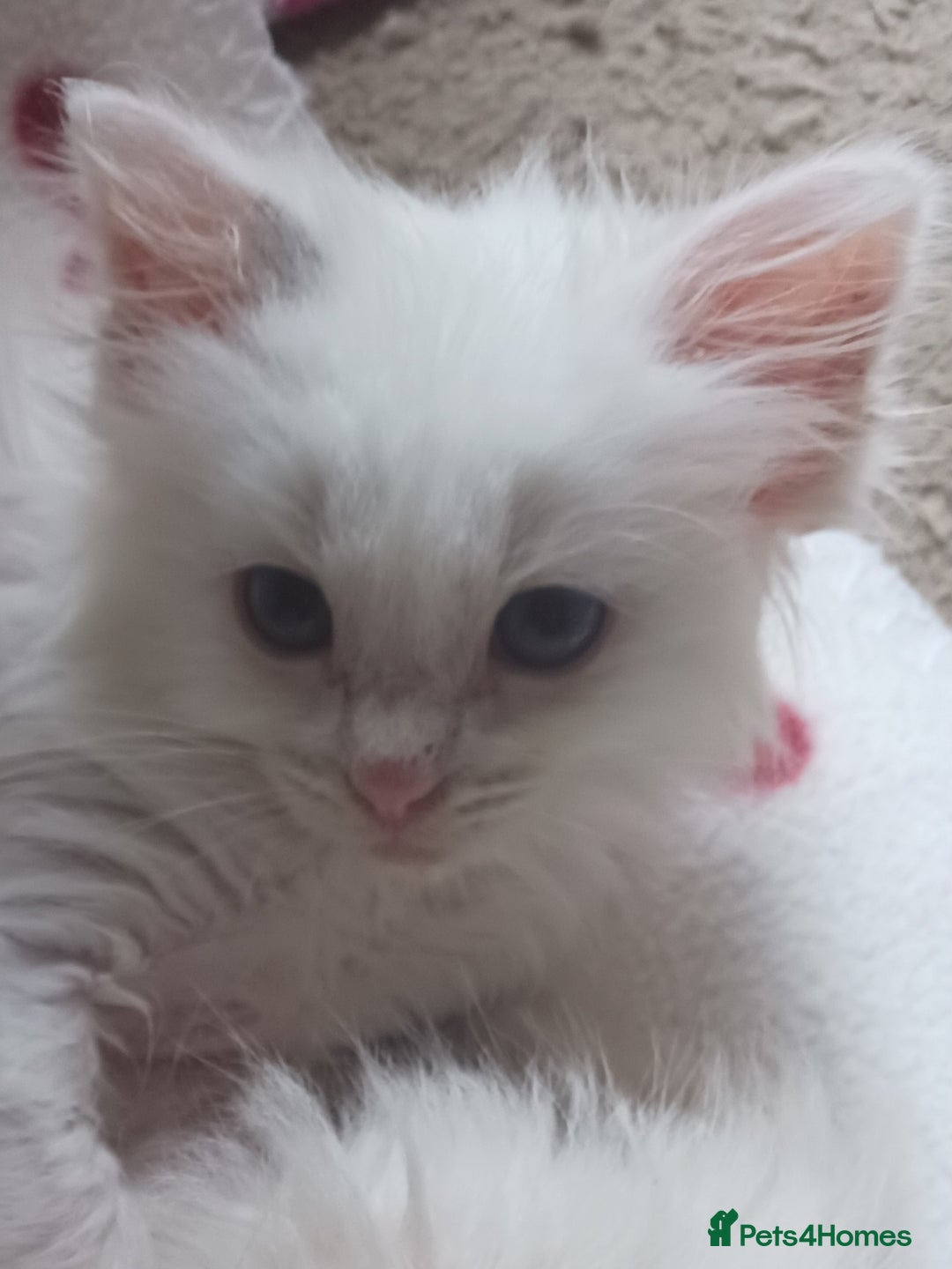 Ragdoll cats for sale: CUTE RAGDOLL KITTENS  - Image 7