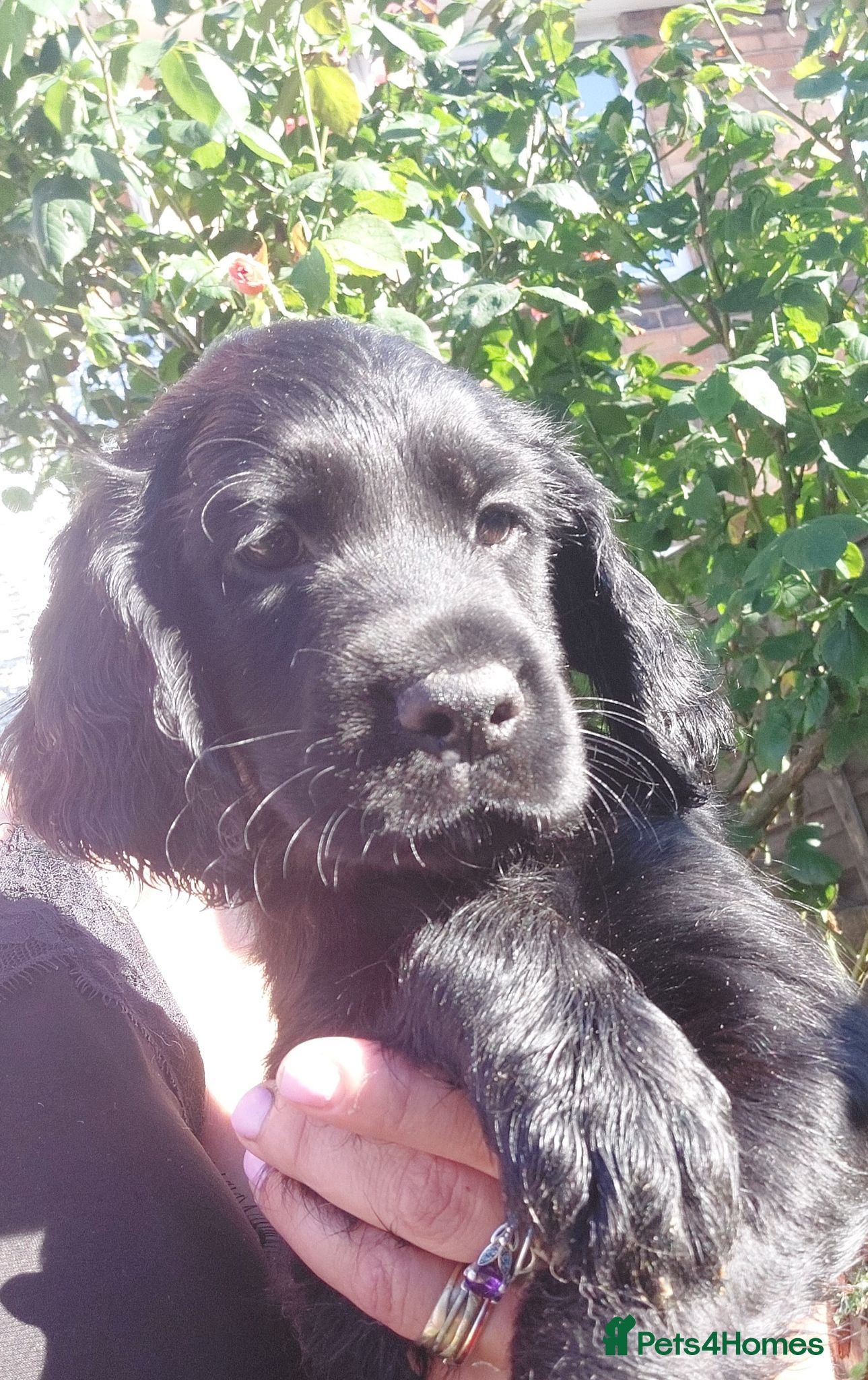 Sprocker dogs Last 2 boys still available 😊working line  - Advert 2