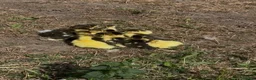 Ducks poultry for sale: Muscovy ducklings  in Newcastle upon Tyne - Advert 3