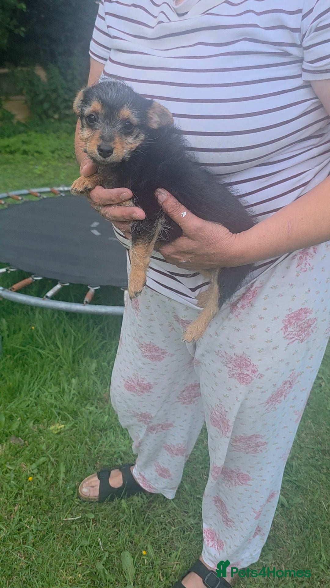 Jack Russell dogs Jack Russell girl pup  - Advert 17